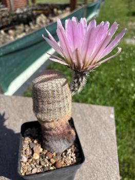 Preview: Echinocereus pectinatus lila
